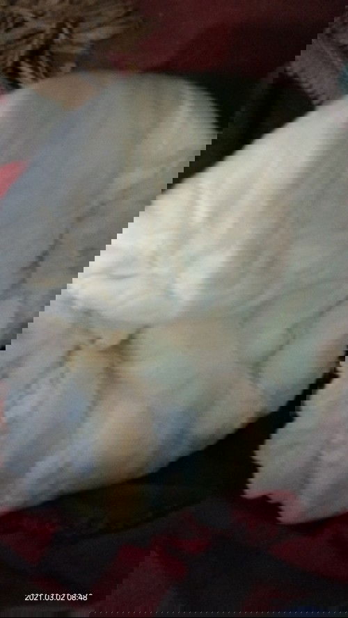 Pipis warna nya keruh