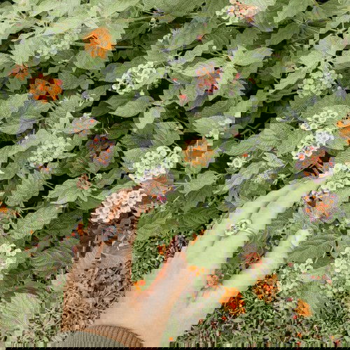 Loveletter to moms 🌷