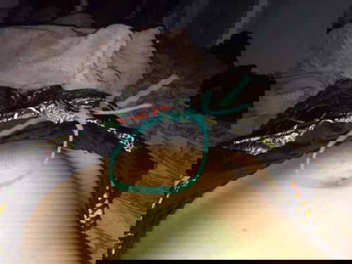 12 weeks and 5 days preggy