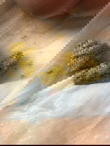 อึ๊แบบนี้แข็งมั้ย