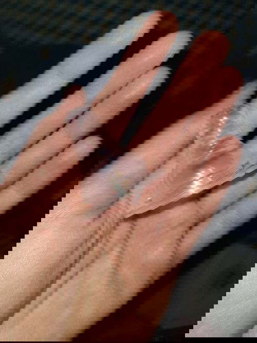 Nipple dpt bayi umur 3 bulan+