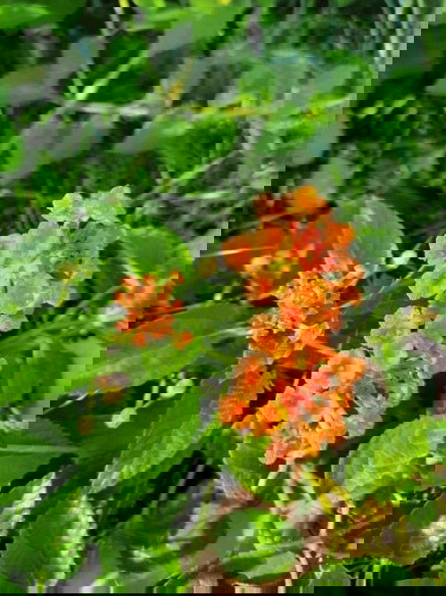 HPL Bulan Agustus 2021, yuk merapat