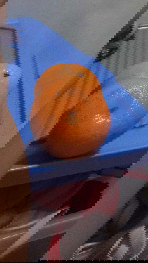 Orange are good for pregnant??