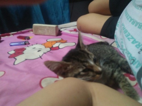 Kucing sebenarnya tidak terlalu bahaya kn bun