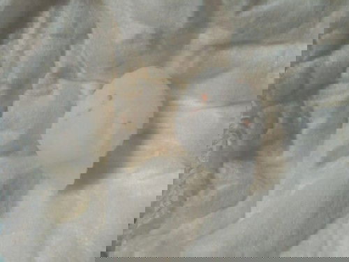 น้อง6เดือนฉี่สีเหลืองเข้มฉี่น้อย