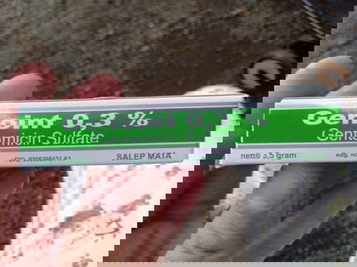 Mata belekan pada bayi