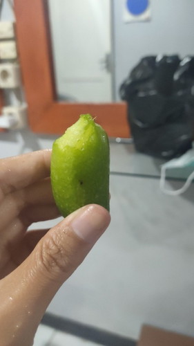 apakah ibu hamil boleh memakan belimbing wuluh ??