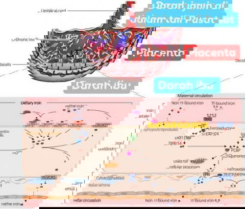 APA IBU MAKAN,JANIN DLM RAHIM PUN MAKAN KE??