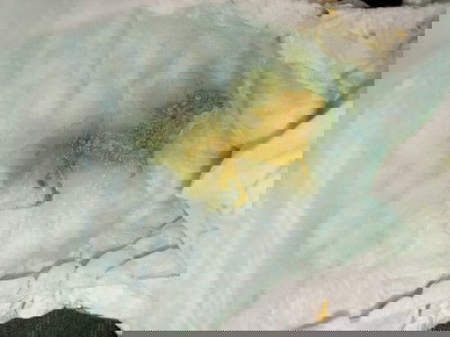 Poop ni baby 2weeks old