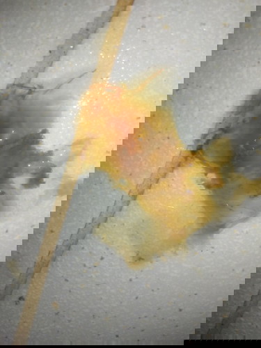 Ano po ito? Pasintabi pi