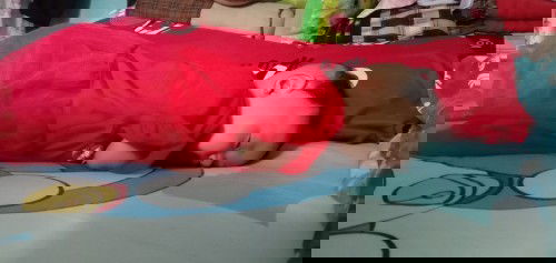 Tidur sambil tengkurap