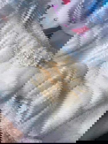 น้องฉีสีเข้มแบบนี้ปกติไหมคะ