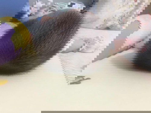 Kepala Bayi Peyang? No worries moms! #sharingiscaring