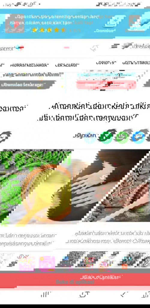 Amankah daun kelor dikonsumsi ibu hamil dan menyusui?