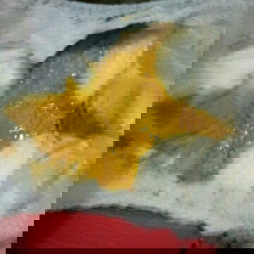 normal g ya pup anakku asi+sufor