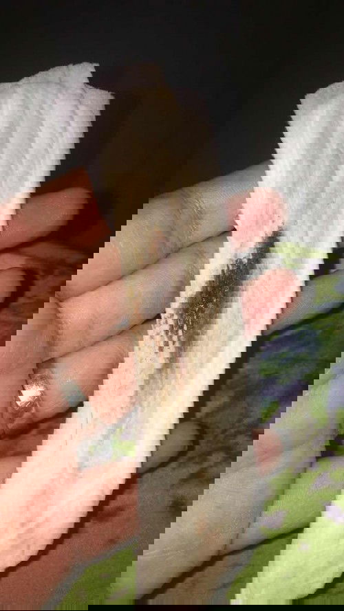 Flek coklat usia kandungan 26 minggu