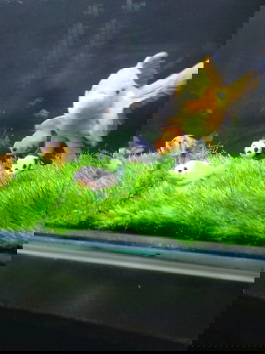 Suami juga ikut nyidam (pelihara ikan koki)