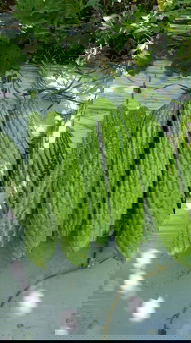 Sideline habang buntis