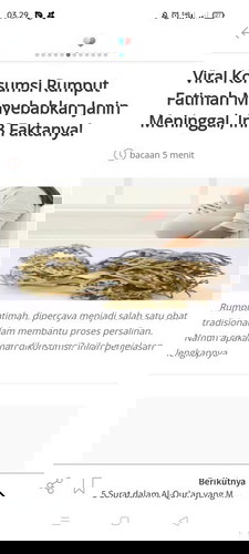 Rumput Fatimah untuk Ibu Hamil. Yes or No ?