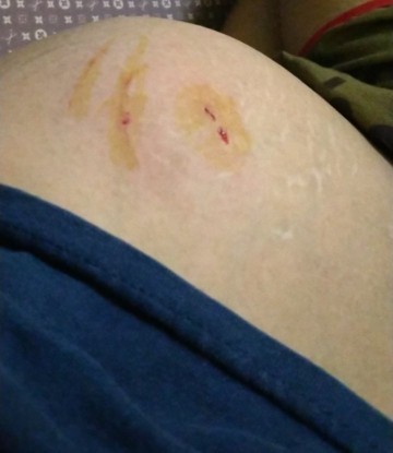 ห้ามแมวกัดกัน