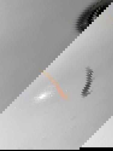 Mucus Plug: Sharing Pengalaman.