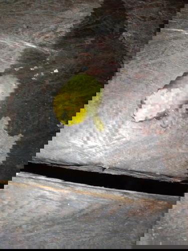 ใครทราบบ้างคะว่าน้องเป็นอะไร
คือน้องอายุ 9เดือน 25วัน น้องมีอาการอึปนมูกใส่ออกมาคะ