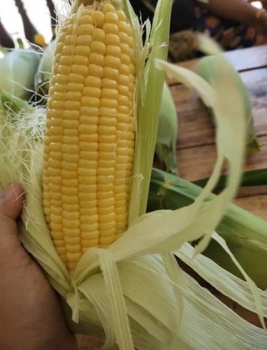 Bolehkah makan jagung ketika dalam pantang