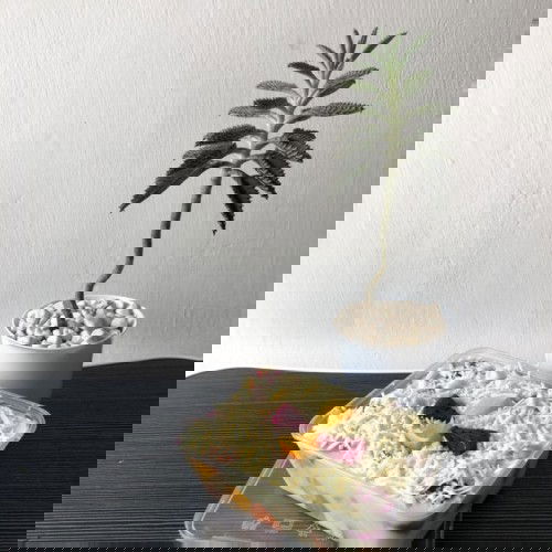 Salad Buah Tanpa Mayones