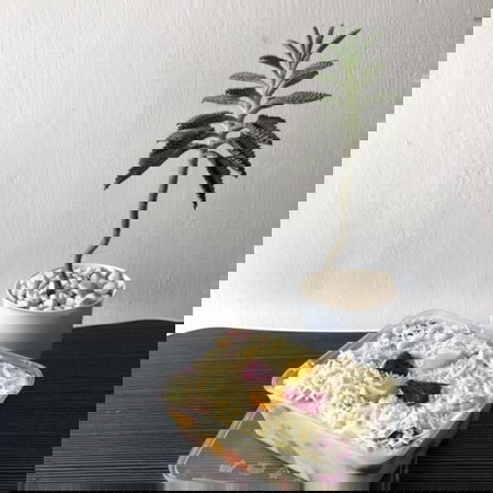 Salad Buah Tanpa Mayones