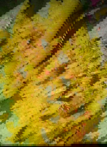 Nasi Bakar ayam suir