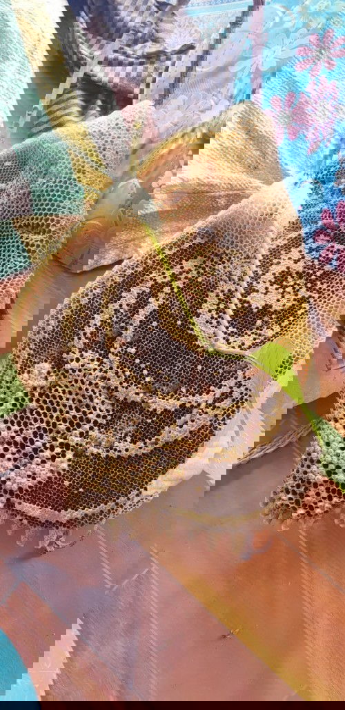 ห้ามน้ำหวานจากรังผึ้ง จริงหรือ?