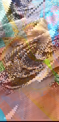 ห้ามน้ำหวานจากรังผึ้ง จริงหรือ?