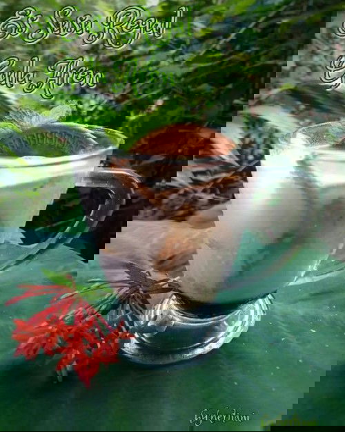 ES SUSU REGAL GULA AREN