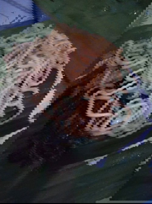 Sekedar Nasi Gudangan