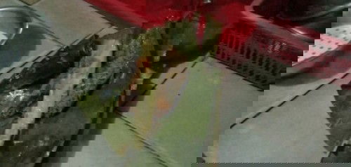 Bubur Pepes Hati Ayam #6-8bulan