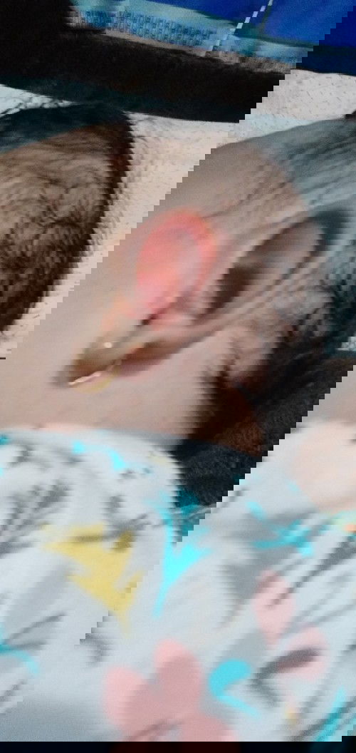 daun telinga merah dan bengkak