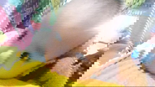 Bunda mau nanya obat batuk berdahak buat bayi 6 bulan yg aman apa yahhh ??? ,.....