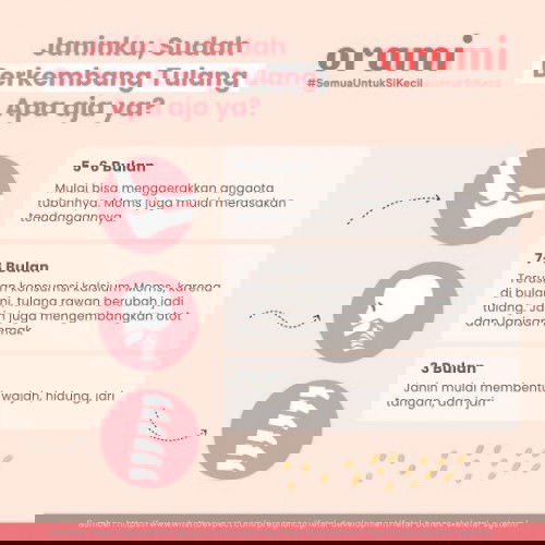 PERKEMBANGAN JANIN ❤️