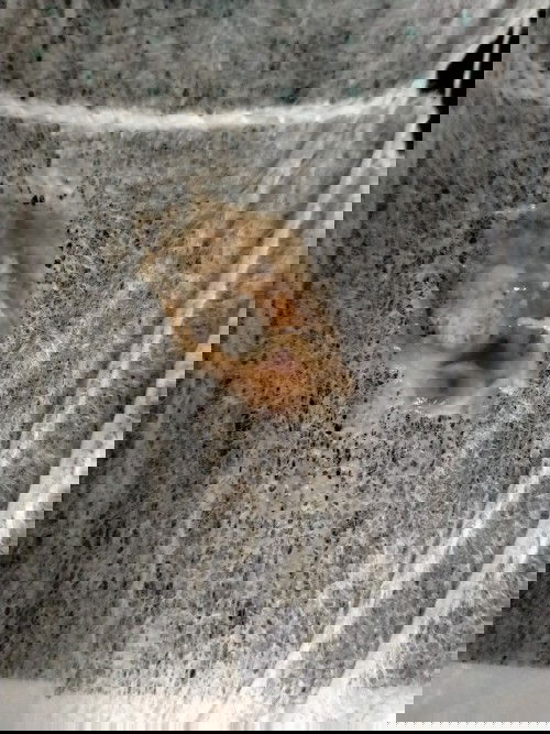 38w mà ra như vậy có phải sắp sinh k cả nhà