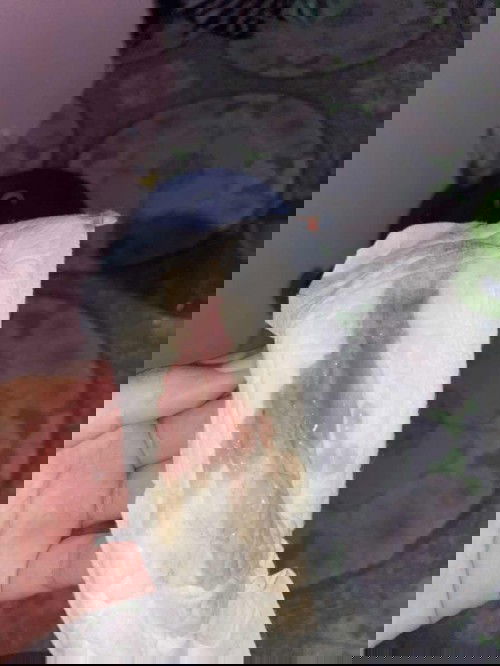 แบบนี้ใช่มูกเลือดไหมค่ะ ไม่เหนียว ไม่มีอาการปวดท้องนะคะ เคยเป็นแบบนี้ครั้งหนึ่งโดนไล่กลับหมอบอกตกขาว