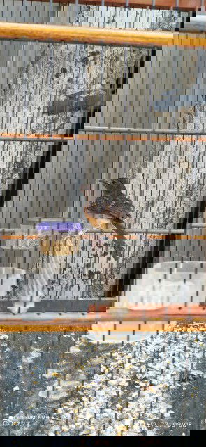 Suami dan burungnya.