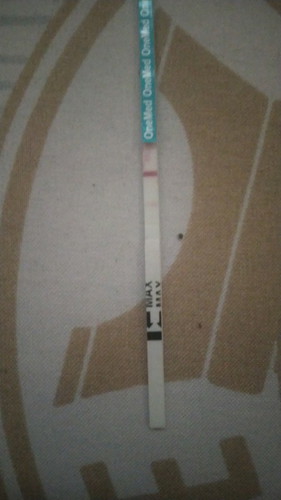 stevencoconut007@gmail.com