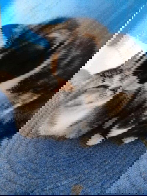 Bahayakah bermain dengan kucing saat hamil??