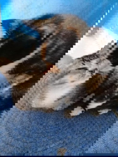 Bahayakah bermain dengan kucing saat hamil??