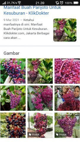 Apa itu buah parijoto