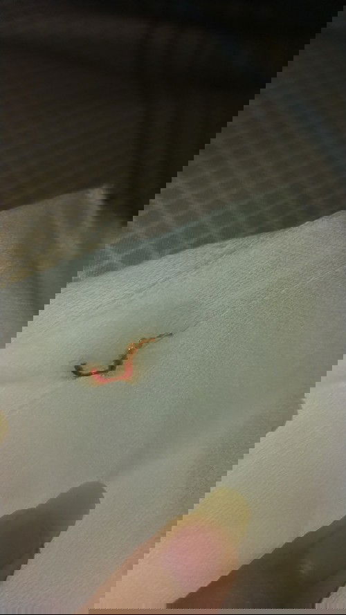 Jaringan atau bukan?