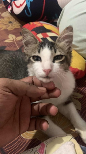 Cara terbaik?