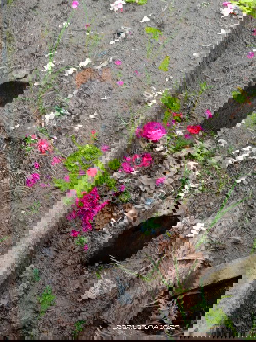 Ayah ibu mencintaimu sampai kapan pun