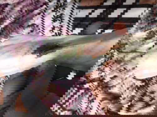 apa yang terjadi ini adakah itubiasa