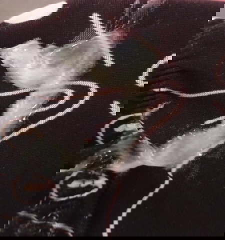 π΅ππππ ππππ ππππππ’